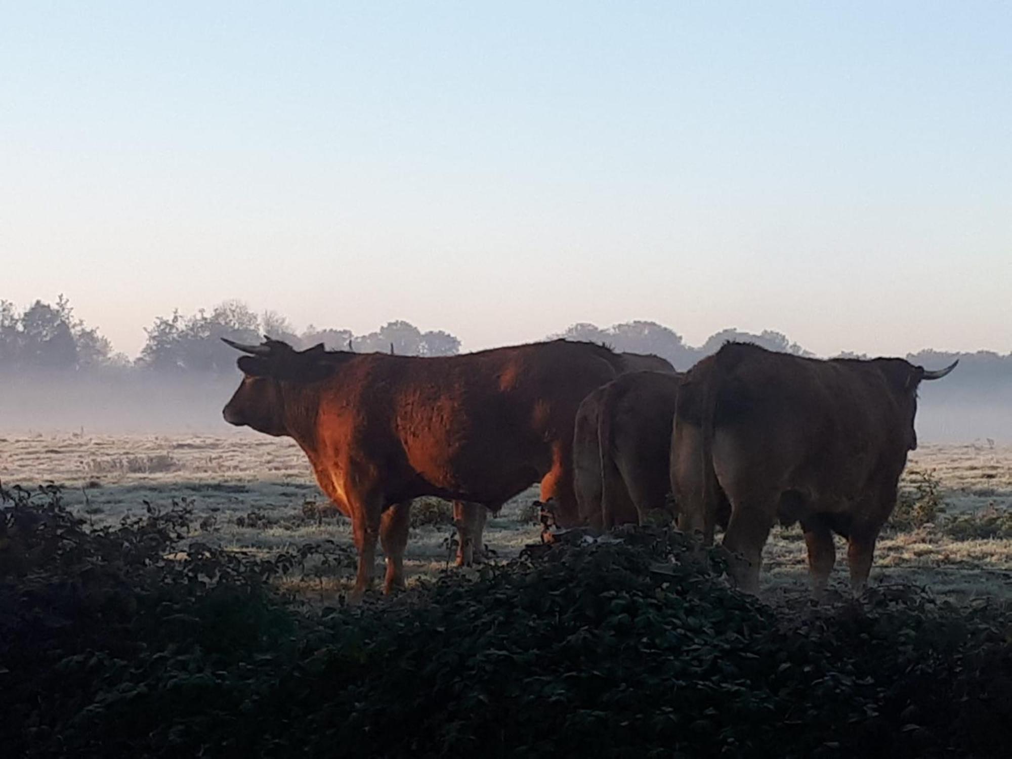 Landelijk Gelegen Huisje Op Erf Veeningen Extérieur photo